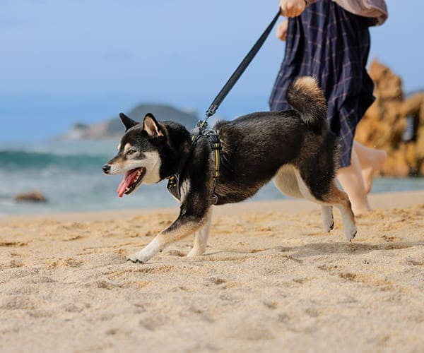 ペットお散歩代行